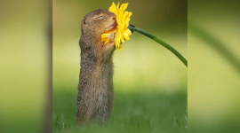 Фотограф призывает замедлиться и посмотреть на волшебных сусликов, которые обнимают цветы