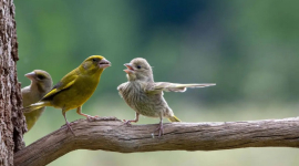 Дивовижні фотороботи, що увійшли до цьогорічного конкурсу Comedy Wildlife Photography Awards. ФОТОрепортаж