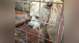 Спасенная цирковая медведица наслаждается жизнью в заповеднике