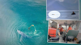 Спасатели нашли горбатого кита, «привязанного» к 150-килограммовой емкости с крабами на Аляске — вот что произошло дальше