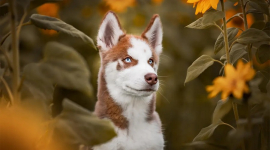 На конкурсе «Фотограф года домашних животных 2023» определили «Лучшие портреты домашних любимцев на планете»