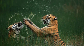 Стали известны победители конкурса Nature’s Best Photo Awards 2024