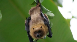 Досліджено, що деякі кажани світяться зеленим кольором (ФОТО)