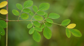 Насіння, яке може врятувати світ від спраги: природний фільтр із дерева моринги (ФОТО і ВІДЕО)