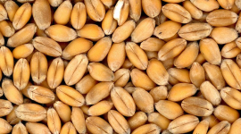 Пророщенная пшеница — энергия зарождающейся жизни для вашего здоровья