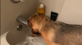 «Что ты творишь?» — собака роет яму в наполненной ванной