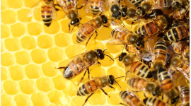 В Австралии возрождают популяции пчёл, пострадавших из-за пожаров (ВИДЕО)
