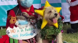 В столице Перу прошел конкурс на лучший рождественский наряд для собаки