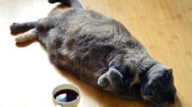 "Ну вот, поспали, теперь можно и поесть!" — на видео сняли милейший диалог проснувшегося кота с хозяйкой
