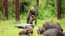 Ведмідь вчить клишоногу малечу лазити по деревах: фотозвіт