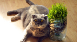 Волшебная чудо-трава: кошка познакомилась с кошачьей мятой и «не устояла»
