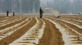 Офіційні ЗМІ Китаю похвалилися «за 18 років небувалим урожаєм», а Сі Цзіньпін стурбований нестачею продовольства