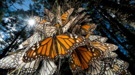 Миллионы бабочек-монархов прилетели на зимовку в Мексику (ВИДЕО)