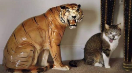 10 смешных и правдоподобных кошек, которые доказали, почему интернет их так любит