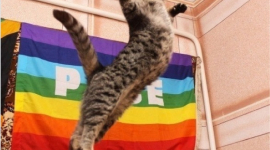 "Я не дурний, я вдаю!": 10 веселих фото котиків, яких хочеться передивлятися і передивлятися