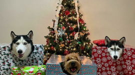 10 курйозних і смішних собак, які чекають на Різдво