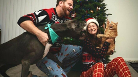 Смішні та милі домашні тварини, які зіпсували Різдво