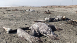 Почти 14 000 птиц умерли от птичьего гриппа в Перу