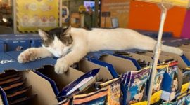 Смешные и милые коты в магазинах выглядят как хозяева