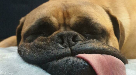 10 смешных фото спящих животных: Такого вы еще не видели