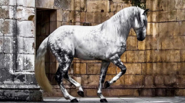 Шведський фотограф показав роботи з королівською породою коней Лузітано. ФОТОрепортаж