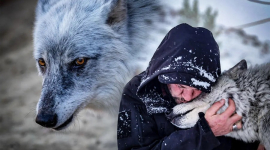 Самотнього одомашненого вовка, який намагався вижити на вулиці, врятували. ФОТОрепортаж