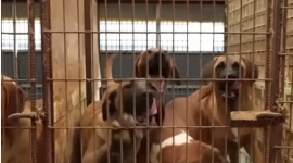 Можлива заборона собачого м'яса викликала протести в Південній Кореї (ВІДЕО)