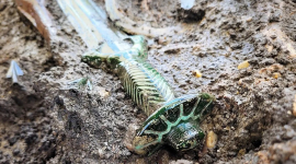 Немецкие археологи обнаружили очень редкую находку: бронзовый меч, которому более 3 000 лет