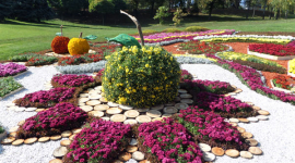 В Киеве проходит ежегодная выставка хризантем