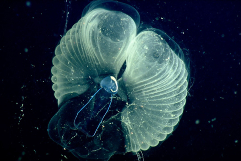 Аппендикулярия харон посылает микропластик ко дну океана, — исследование (ВИДЕО)