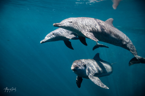 Первый в мире стационарный центр реабилитации дельфинов открылся на Бали