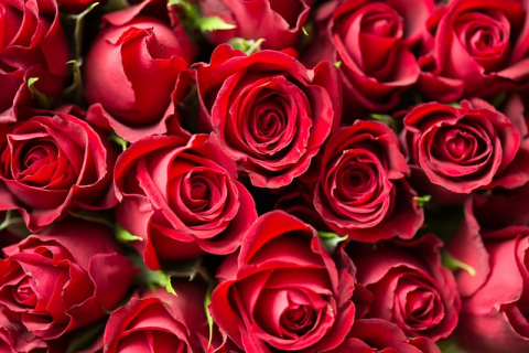Майндфулнес: троянди для серця та розуму