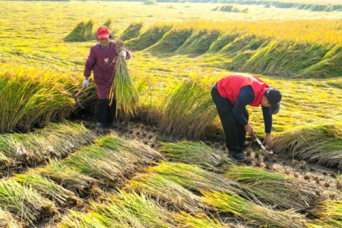Вітер та сонце: Китайська влада відбирає землю у фермерів під зелену енергію