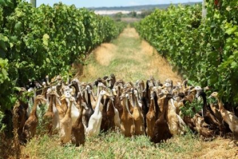Як армія качок служить на винограднику в Африці (ВІДЕО)