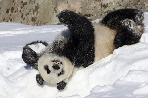 Финляндия собирается досрочно вернуть панд в Китай