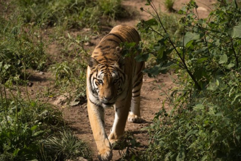 Індонезійські селяни насторожені через появу дикого тигра