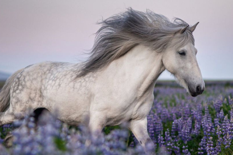 Фотохудожниця знімає захопливі знімки ісландських коней. ФОТОрепортаж