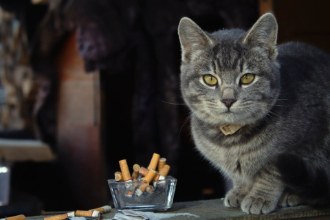 Курение вредит не только вам, а и вашей кошке