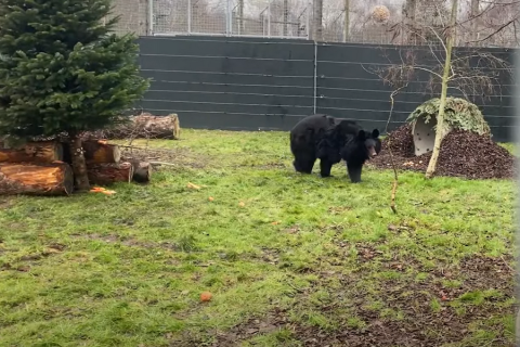 Ямпиль, медведь-беженец из Украины, обрел новый дом в Шотландии