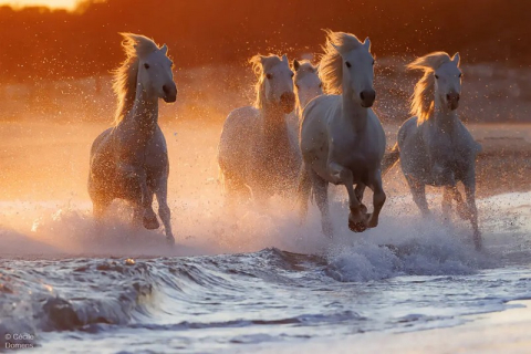 Французький фотограф показав унікальність «морського коня», якого імператори використовували на полі бою (ФОТО)