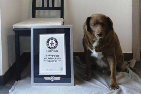 Книга рекордов Гиннесса на время проверки приостановила действие титула "Самая старая собака"
