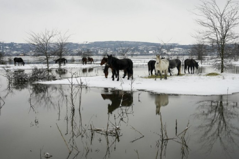 Власти Сербии помогают эвакуировать коров и лошадей, застрявших на острове посреди Дуная