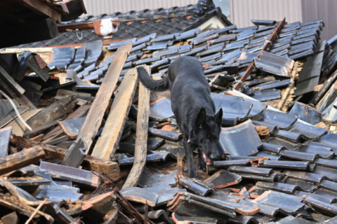 У японському місті Вадзіма рятувальники із собаками шукають жертв землетрусу