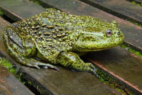 Окаменевшие лягушки свидетельствуют о «зеленой» Антарктиде 40 миллионов лет назад