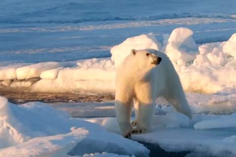 Білі ведмеді Шпіцбергена набрали вагу, попри зменшення льодового покриву (ВІДЕО)