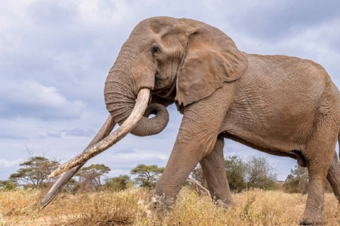 Суперслон Крейг помер у Кенії «від природних причин», повідомила служба охорони дикої природи