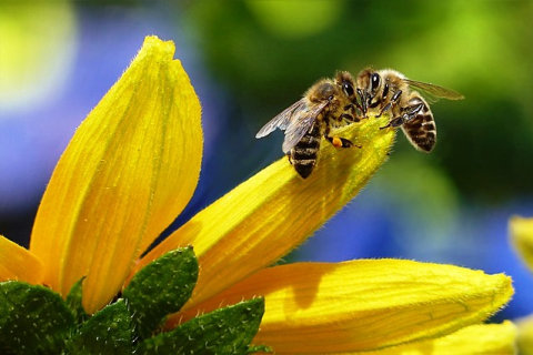 75% мёда во всём мире содержат остатки пестицидов