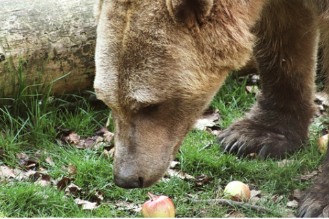 Пасічник із Туреччини перетворив ведмедів, які крали його мед, на дегустаторів (ВІДЕО)