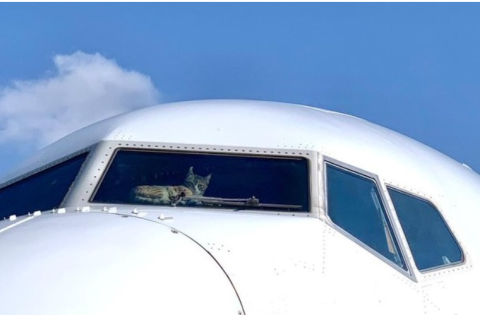Котика на два тижні забули в порожньому літаку, проте він залишився цілий і навіть залишив про себе нагадування (ФОТО)