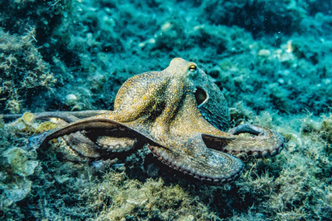 В Великобритании хотят признать осьминогов, крабов и лобстеров умными